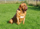 Dogue de Bordeaux